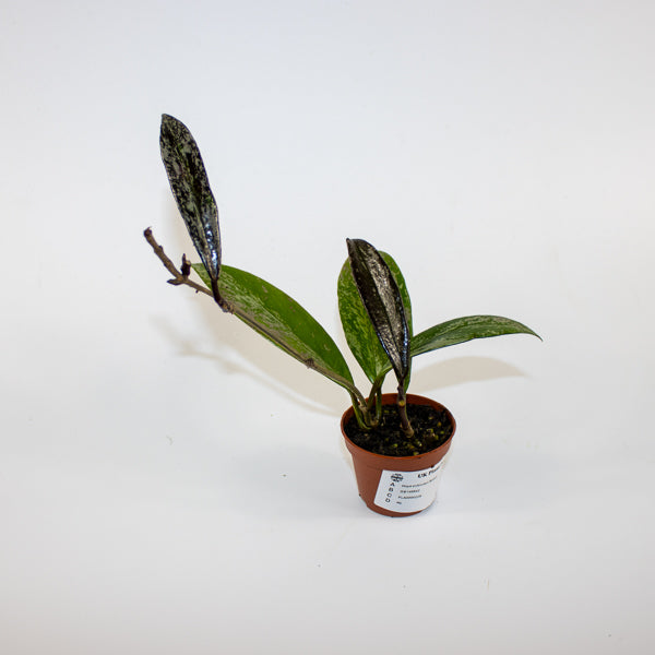 Hoya pubicalyx 'Splash' Ø6cm H25cm