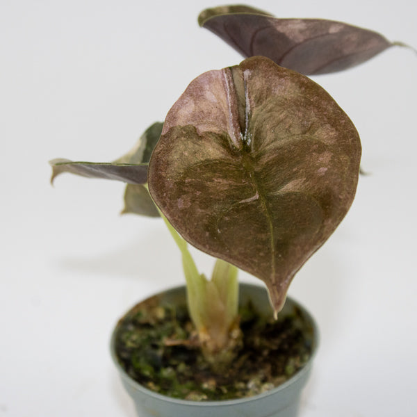 Alocasia Cuprea Red Variegated Ø6cm H10cm