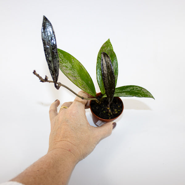 Hoya pubicalyx 'Splash' Ø6cm H25cm