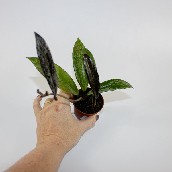 Hoya pubicalyx 'Splash' Ø6cm H25cm