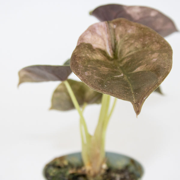 Alocasia Cuprea Red Variegated Ø6cm H10cm