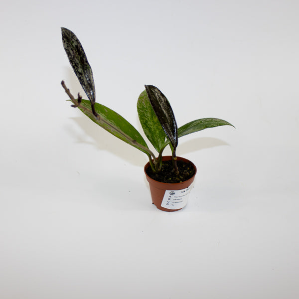 Hoya pubicalyx 'Splash' Ø6cm H25cm