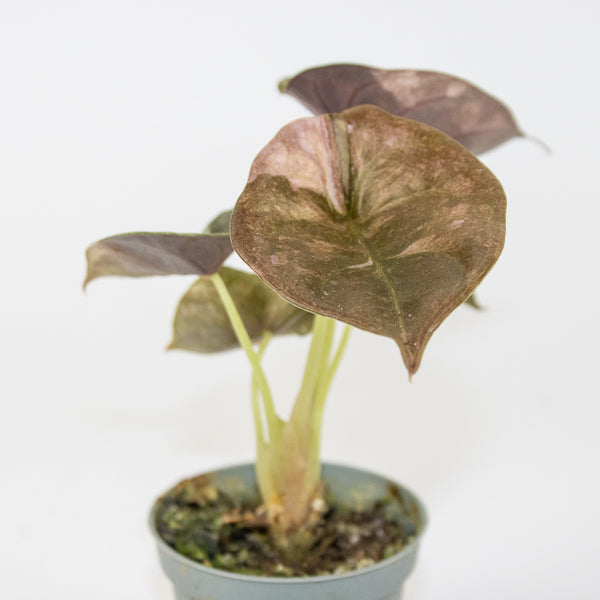 Alocasia Cuprea Red Variegated Ø6cm H10cm