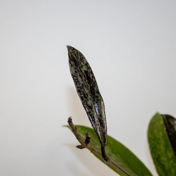 Hoya pubicalyx 'Splash' Ø6cm H25cm