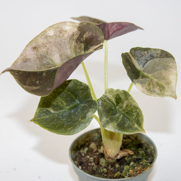 Alocasia Cuprea Red Variegated Ø6cm H10cm