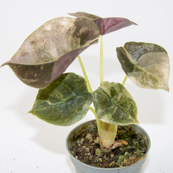 Alocasia Cuprea Red Variegated Ø6cm H10cm