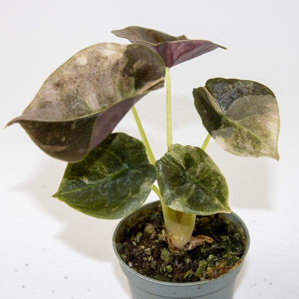 Alocasia Cuprea Red Variegated Ø6cm H10cm