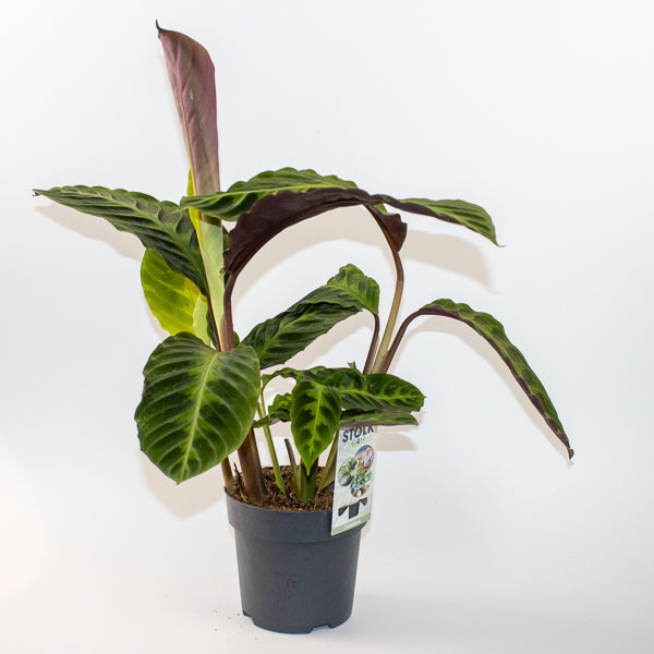 Calathea warscewiczii 27cm H80cm