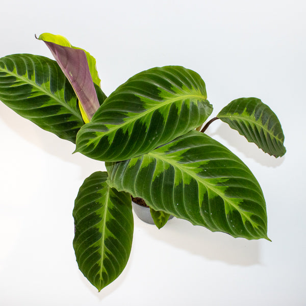 Calathea warscewiczii 27cm H80cm