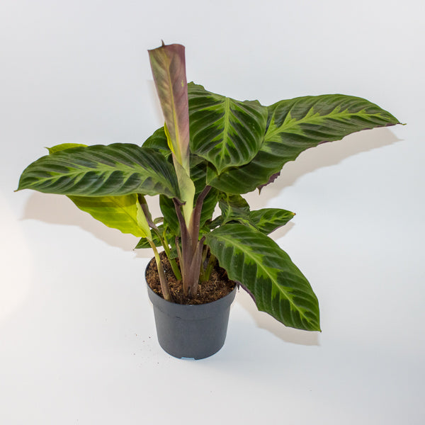 Calathea warscewiczii 27cm H80cm