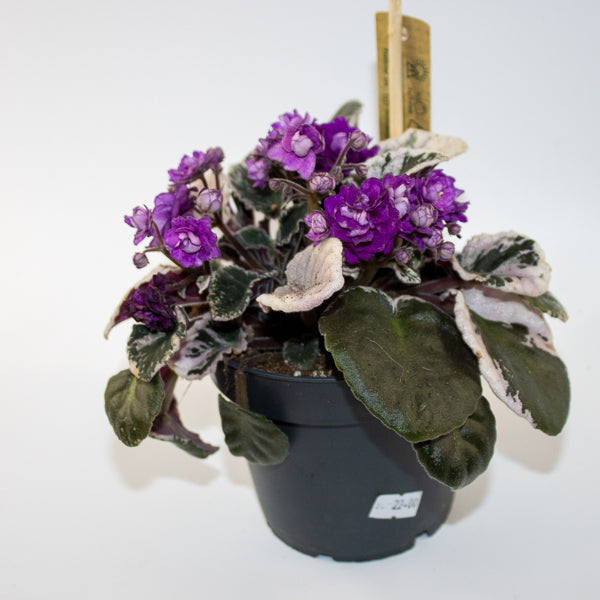 Variegated African Violet - Saintpaulia HOVARIAGATA Ø12cm H15cm