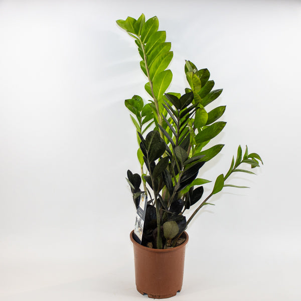 Zamioculcas zamifolia Raven Ø14cm H60cm