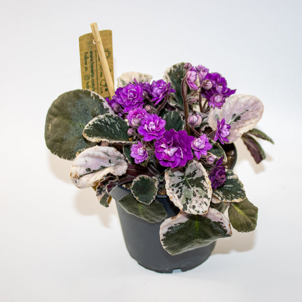 Variegated African Violet - Saintpaulia HOVARIAGATA Ø12cm H15cm