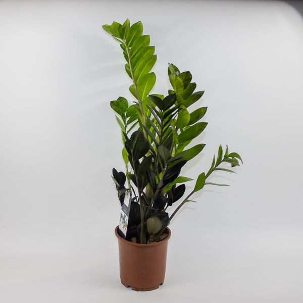 Zamioculcas zamifolia Raven Ø14cm H60cm