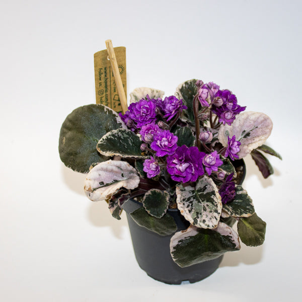 Variegated African Violet - Saintpaulia HOVARIAGATA Ø12cm H15cm