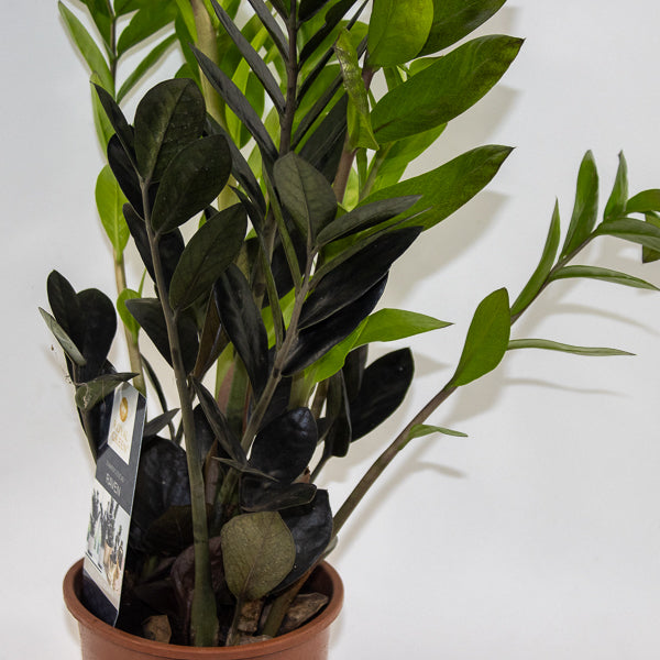 Zamioculcas zamifolia Raven Ø14cm H60cm