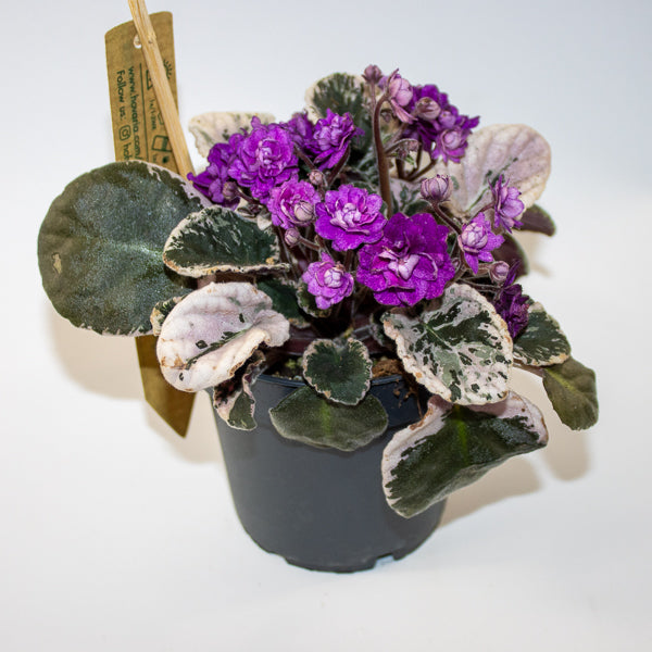 Variegated African Violet - Saintpaulia HOVARIAGATA Ø12cm H15cm