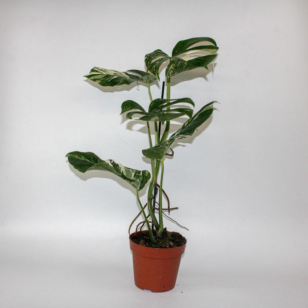 Monstera deliciosa Variegata 17cm H50cm