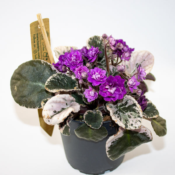 Variegated African Violet - Saintpaulia HOVARIAGATA Ø12cm H15cm
