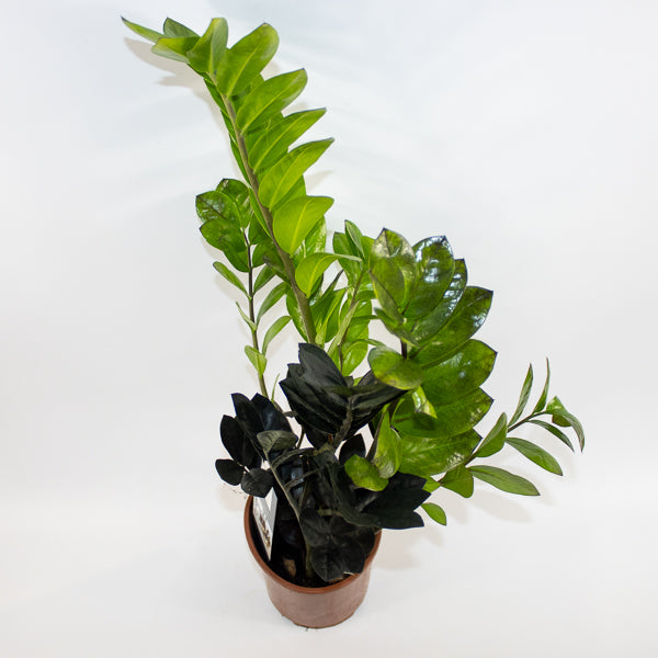 Zamioculcas zamifolia Raven Ø14cm H60cm