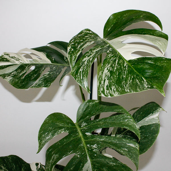 Monstera deliciosa Variegata 17cm H50cm