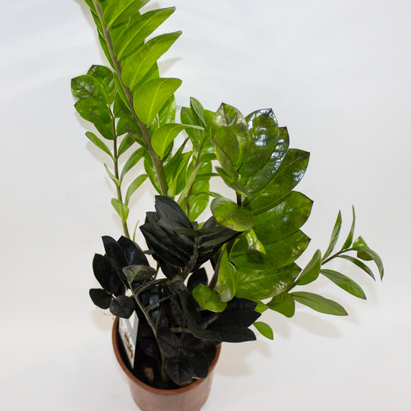 Zamioculcas zamifolia Raven Ø14cm H60cm