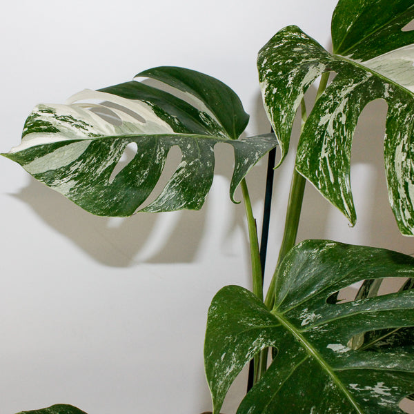 Monstera deliciosa Variegata 17cm H50cm