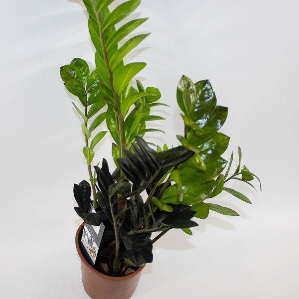 Zamioculcas zamifolia Raven Ø14cm H60cm