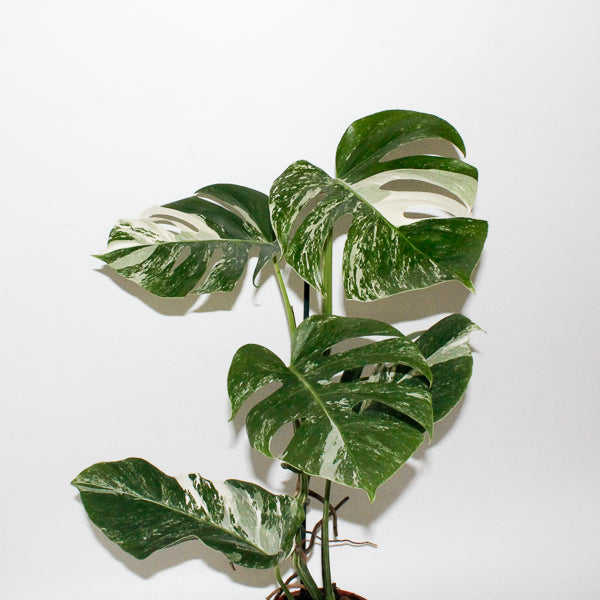Monstera deliciosa Variegata 17cm H50cm