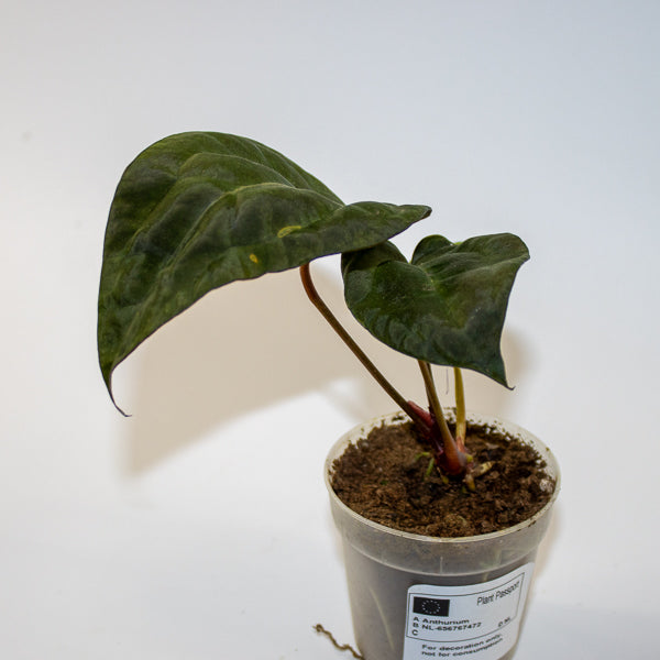 Anthurium ACE OF SPADES DARK FORM X PAPILLILAMINUM Ø7cm H15cm