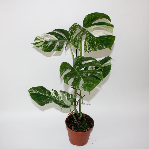 Monstera deliciosa Variegata 17cm H50cm