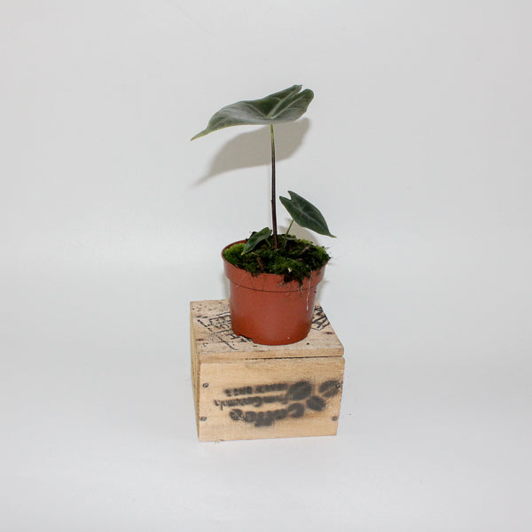 Alocasia longiloba SILVER 10.5cm H15cm