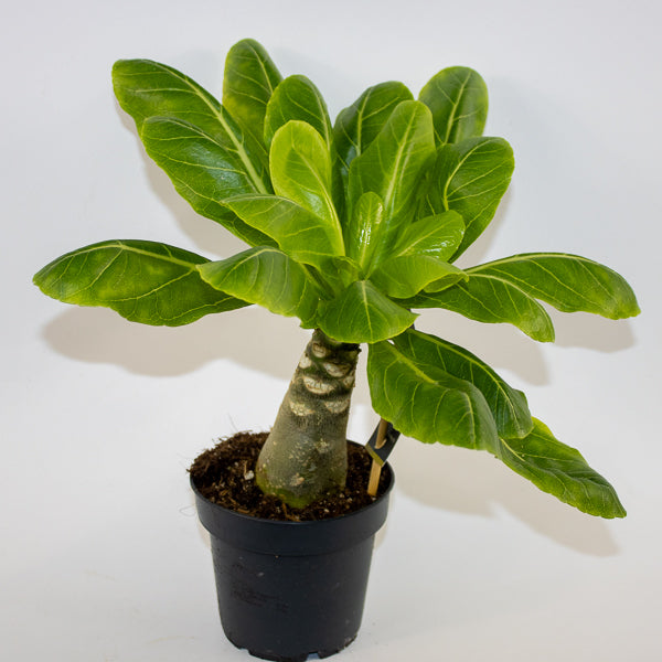 Brighamia insignis Hawaiian Palm Ø12cm H40cm