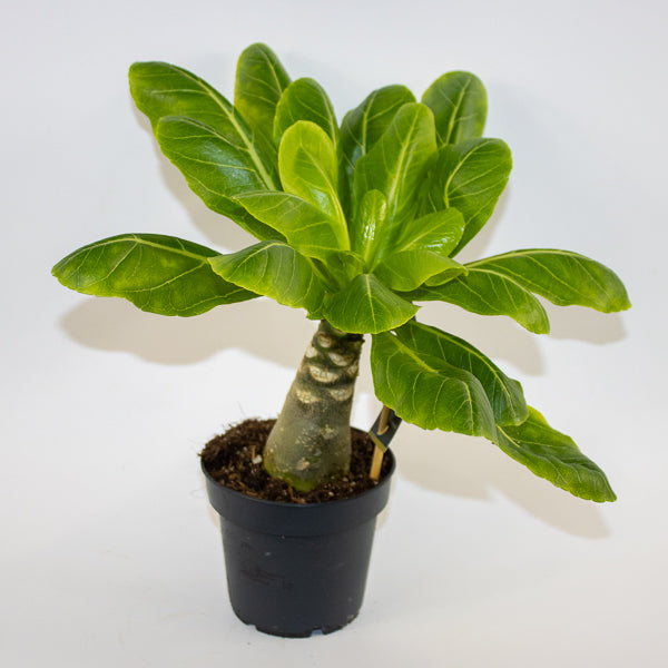 Brighamia insignis Hawaiian Palm Ø12cm H40cm