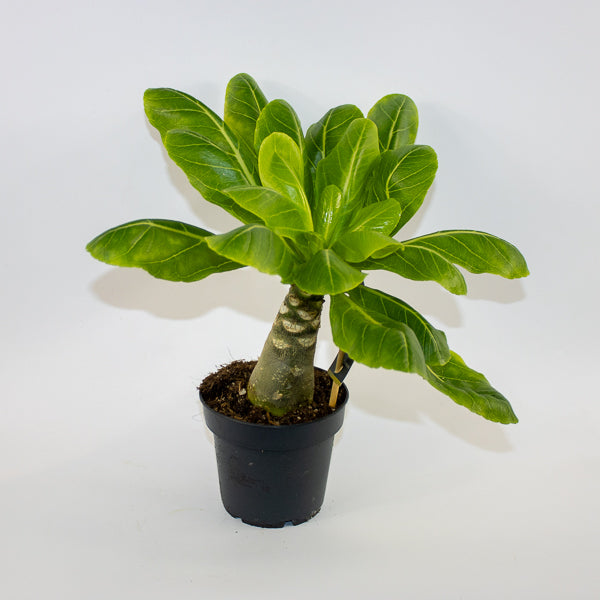 Brighamia insignis Hawaiian Palm Ø12cm H40cm
