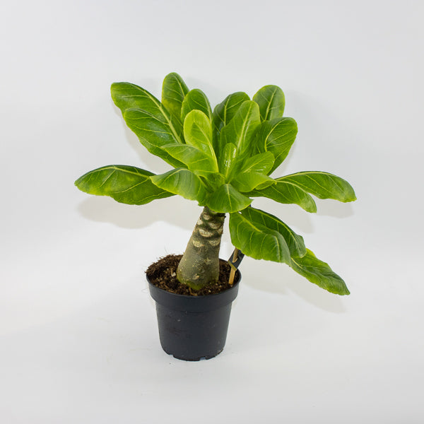 Brighamia insignis Hawaiian Palm Ø12cm H40cm