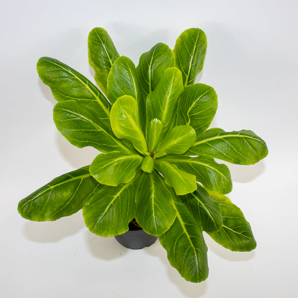 Brighamia insignis Hawaiian Palm Ø12cm H40cm