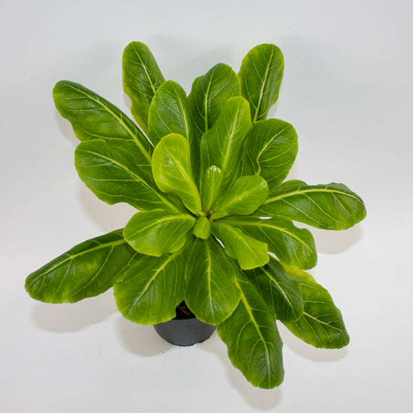 Brighamia insignis Hawaiian Palm Ø12cm H40cm