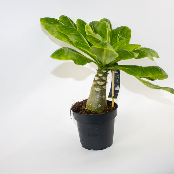 Brighamia insignis Hawaiian Palm Ø12cm H40cm