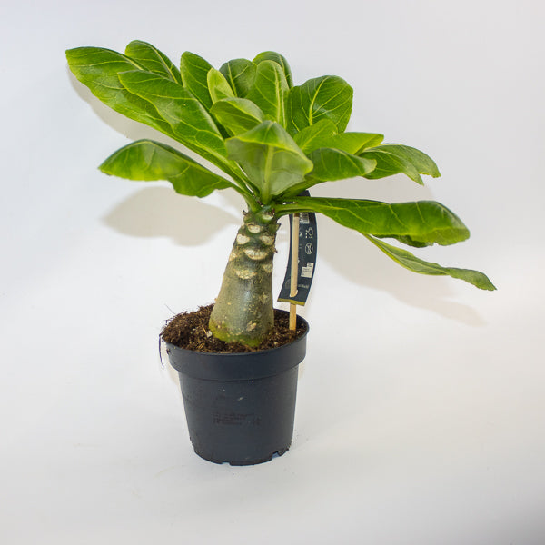 Brighamia insignis Hawaiian Palm Ø12cm H40cm