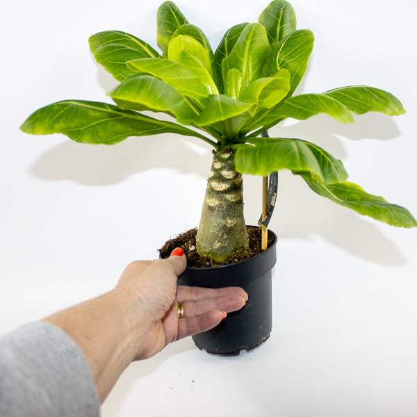 Brighamia insignis Hawaiian Palm Ø12cm H40cm