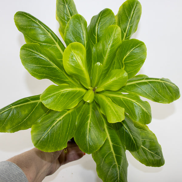 Brighamia insignis Hawaiian Palm Ø12cm H40cm