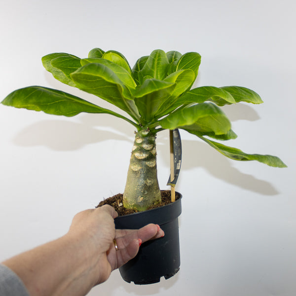 Brighamia insignis Hawaiian Palm Ø12cm H40cm