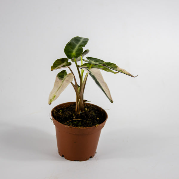 Alocasia 'Bambino Arrow Pink Variegata' Ø7cm H10cm
