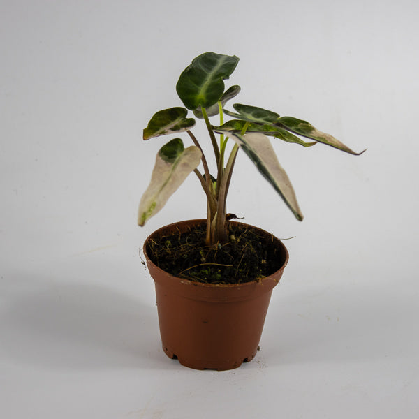 Alocasia 'Bambino Arrow Pink Variegata' Ø7cm H10cm