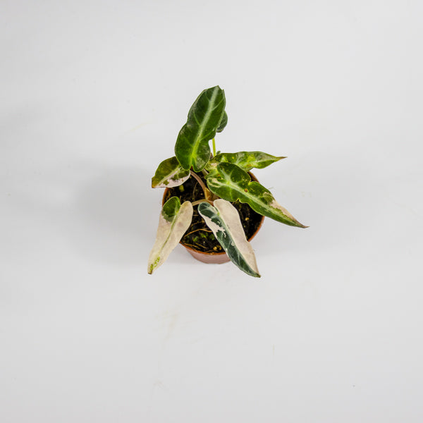 Alocasia 'Bambino Arrow Pink Variegata' Ø7cm H10cm