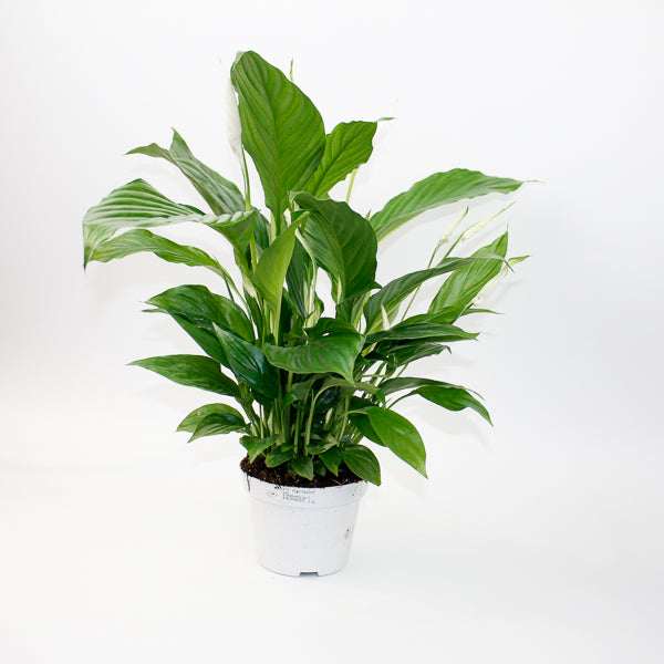 Straus Peace Lily - Spathiphyllum Straus Ø13cm H50cm