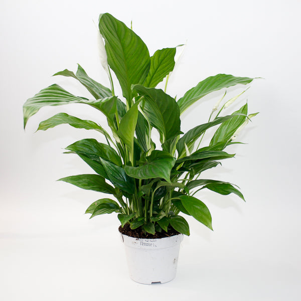 Straus Peace Lily - Spathiphyllum Straus Ø13cm H50cm