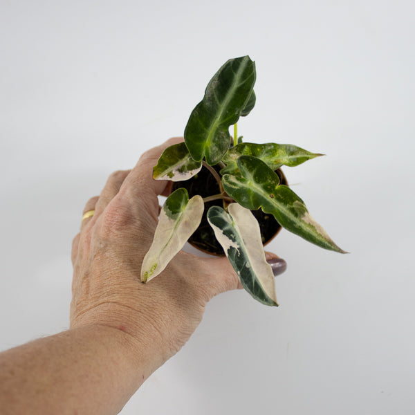 Alocasia 'Bambino Arrow Pink Variegata' Ø7cm H10cm