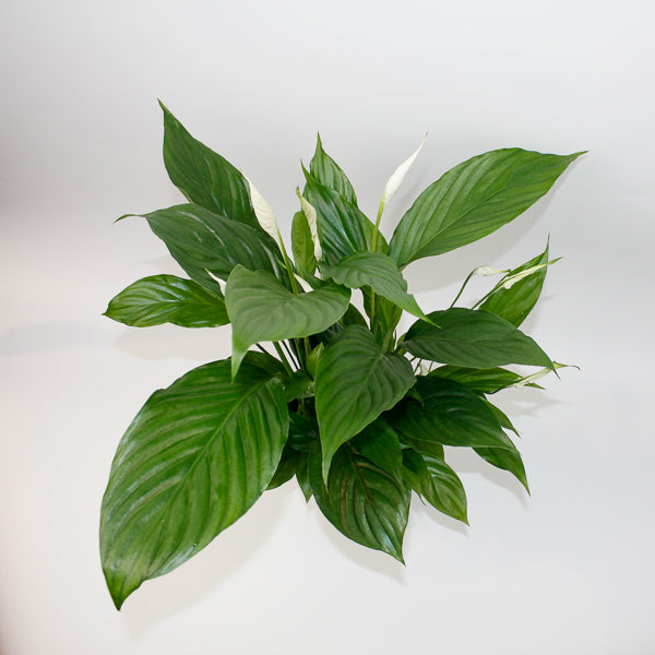 Straus Peace Lily - Spathiphyllum Straus Ø13cm H50cm